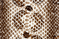 WTP-235 Snakeskin Illusion All Season Brown