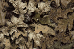 WTP-317-Camo-Fall-Leaf