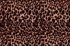 WTP-129-Cheetah