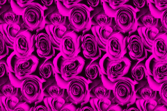 WTP-954-Black-Roses-Pink