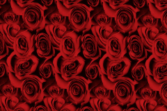 WTP-954-Black-Roses-Red